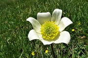 91 Pulsatilla alpina (Pulsatilla alpina)